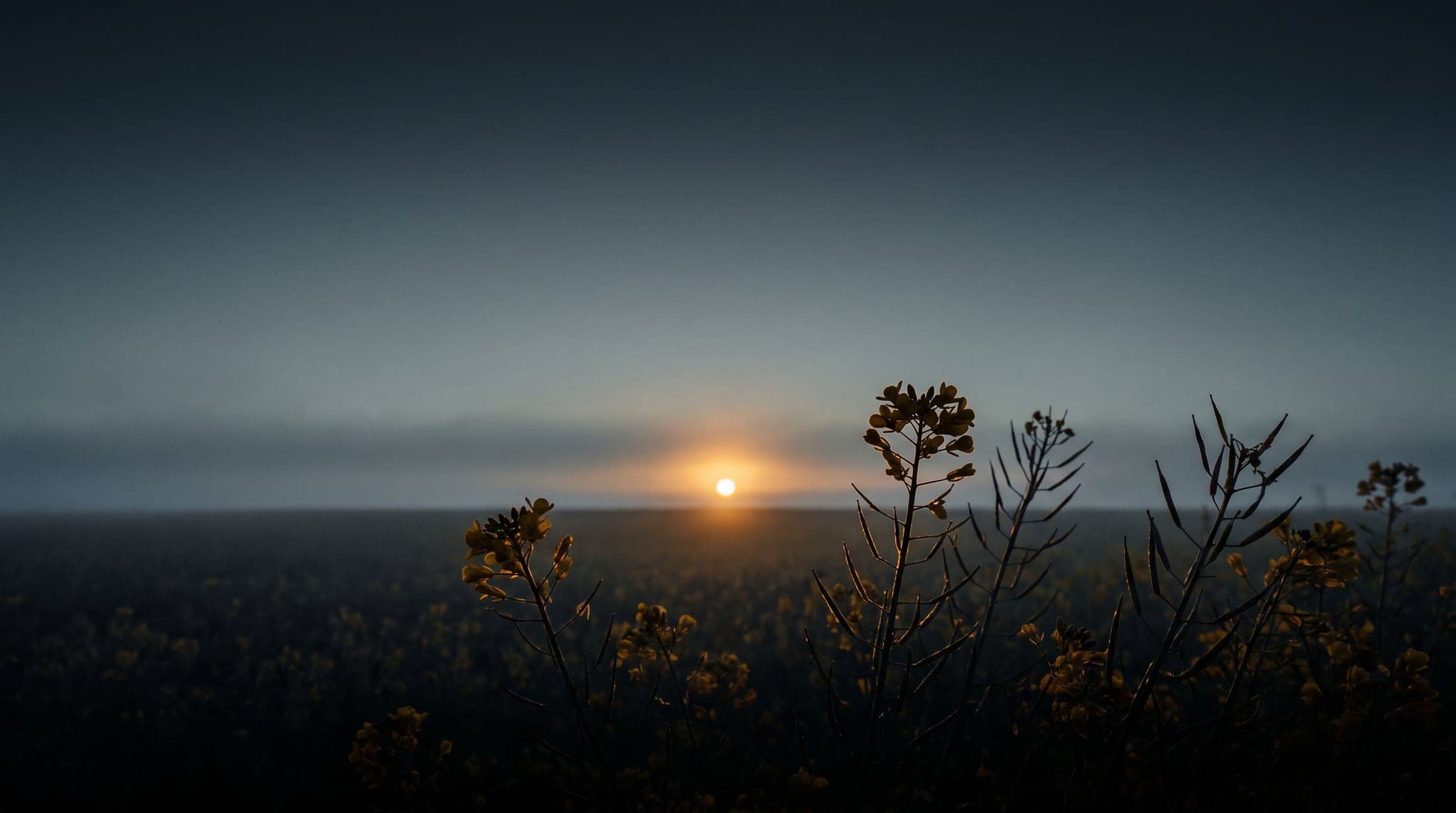 Bloeiend koolzaadveld bij zonsopkomst, met de zon laag op de horizon achter de mist